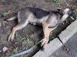 Живодеры жестоко убили двух щенков в Кисловодске