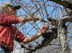 Мужчина упал на торчащий в огороде металлический прут и погиб на Ставрополье 
