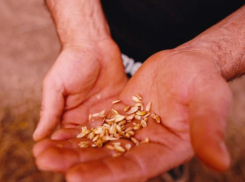 Начальник службы безопасности расплатился свободой за требование доли агропредприятия на Ставрополье