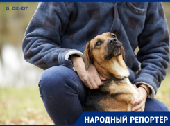 Вопрос с бездомными собаками продолжает терзать жителей Ставропольского края