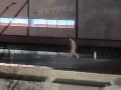 Голый Тарзан прогуливался по крышам гаражей и раскачивался на ели в Ставрополе