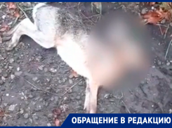 Массовая гибель диких животных встревожила жителей Ставрополья