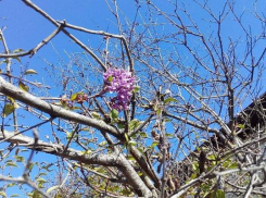 Горожане снова любуются цветущей сиренью в Ставрополе