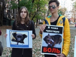 Митинг с требованием закона о гуманном отношении к животным провели зоозащитники в Ставрополе