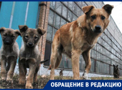 «Не люди — нелюди!» — неизвестные расстреляли стаю собак на Ставрополье