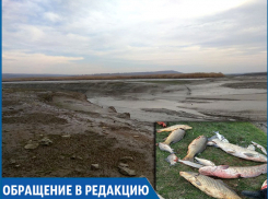 Экологическая катастрофа: тонны рыб погибают из-за сброса воды в канале на Ставрополье