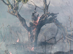 Пожар на Ставрополье едва не уничтожил Арзгирский лес