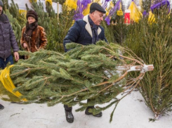 В Ессентуках накрыли ёлочные базары  с нелегальным товаром
