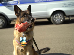 Четвероногие помощники полицейских: как живут и тренируются собаки на службе МВД