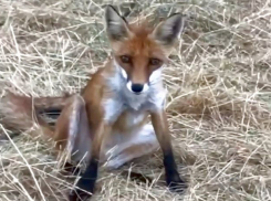 Дикая лиса с горы Машук получила лакомство от людей и породила споры о бешенстве