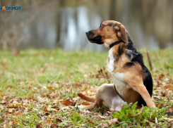Около тысячи безнадзорных собак были отловлены в Ставрополе в 2025 году