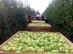 Более 300 миллионов рублей заложили в бюджет на растения в Ставропольском крае