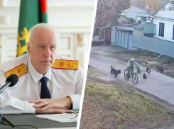 Александр Бастрыкин заинтересовался ситуацией с нападением собак на ребенка 