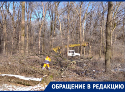 Порядка 100 молодых деревьев пустили под бензопилу в Невинномысске