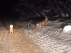 Олени в окрестностях Ставрополя попали на видео 