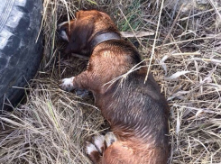  Трогательная до слез история случилась с двумя псами в преддверии Года собаки в Ставрополе
