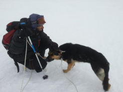 Немецкую овчарку нашел альпинист на высоте около шести тысяч метров
