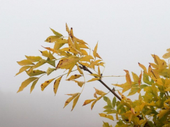 Первые заморозки стали причиной введения режима повышенной готовности на Ставрополье