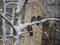 Пара солнечных дней: грозит ли Ставрополью таяние сугробов  в начале марта
