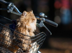 Солнечная погода ожидается на Ставрополье в понедельник