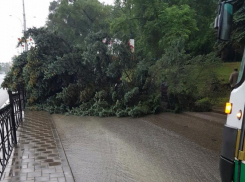 Дерево рухнуло на проезжую часть в Пятигорске и парализовало движение