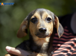 Медикаментозная эвтаназия за 100 рублей: появились правила содержания безнадзорных животных в Кисловодске 