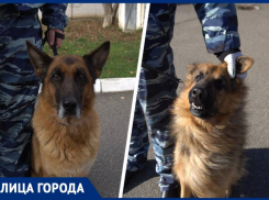 Разгрызли нарушителя, нашли героин и почесали за ушком: как «Блокнот» побывал в гостях у кинологов
