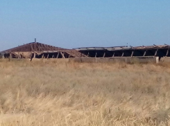 «Царь, просто царь»: председатель колхоза повышает цены на хлеб и чинит беспредел на Ставрополье 