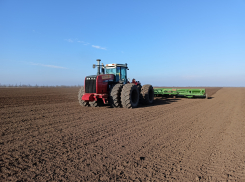 На Ставрополье посеяли более 13 тысяч гектаров горчицы