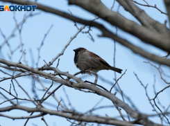 Резкое потепление до +21 градуса продолжится на Ставрополье в начале недели