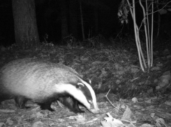 Обитающий в ставропольских лесах любопытный барсук попал на фото