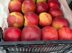 Почти 350 тонн зараженных яблок и киви ввезли на Ставрополье