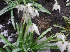 Распустившиеся подснежники среди снега обнаружили жители городов на Ставрополье