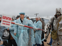 Карантин из-за африканской чумы свиней введен в Пятигорске и трех  округах Ставропольского края