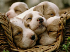 «Покупатели щенков» арестовали у должницы в Пятигорске бытовую технику и мебель