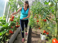 «Теплицы, как грибы»: шестую часть всех российских томатов собрали в теплицах Ставрополья 