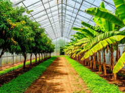 Бананы и манго: что известно о выращивании экзотики в Невинномысске