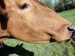 На Ставрополье несовершеннолетний продал краденую корову