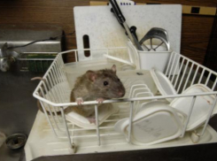 Мыши завелись в инфекционном отделении больницы на Ставрополье