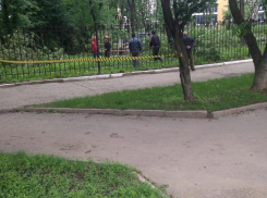 Прокуратура и администрация города «закрыли глаза» на вырубку деревьев для парковки у ПЦ