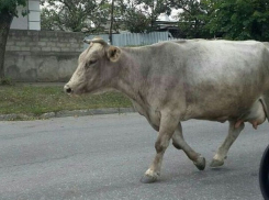 Разгуливающие по улицам коровы стали причиной негодования жителей Кисловодска
