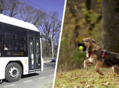 Стандарты для автобусов и защита животных: какие законы ждут ставропольчан в марте