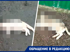 «Отшивают нас и все»: на Ставрополье правоохранители игнорируют жалобы на живодера