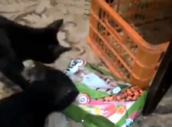 «Кот-наркоман  - горе в семье»: ставропольцы сняли курьезное видео с домашними питомцами 