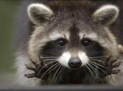 Енот-полоскун сорвал уроки школьникам Пятигорска