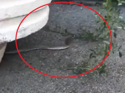 Змея ползала во дворе многоэтажки и попала на видео в Ставрополе 