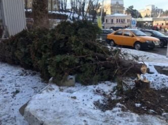 Вандал вырубил красивейшую тую в центре Кисловодска 