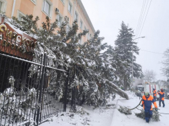 Снес крыши, повалил деревья и раздавил авто: что натворил ураган за ночь в Ставрополе