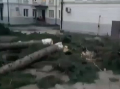 Вековые сосны вырубают ради парковки для чиновников в селе на Ставрополье 