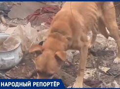 «Животное воет от истощения»: жители заметили собаку при смерти на привязи в Минеральных Водах
